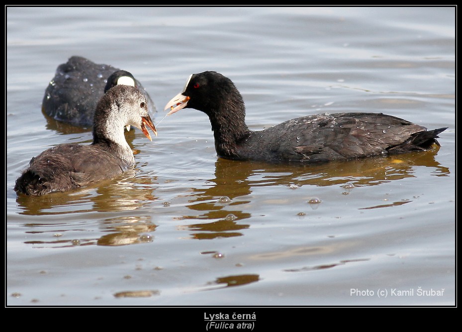 Lyska černá (Fulica atra) - 9.,