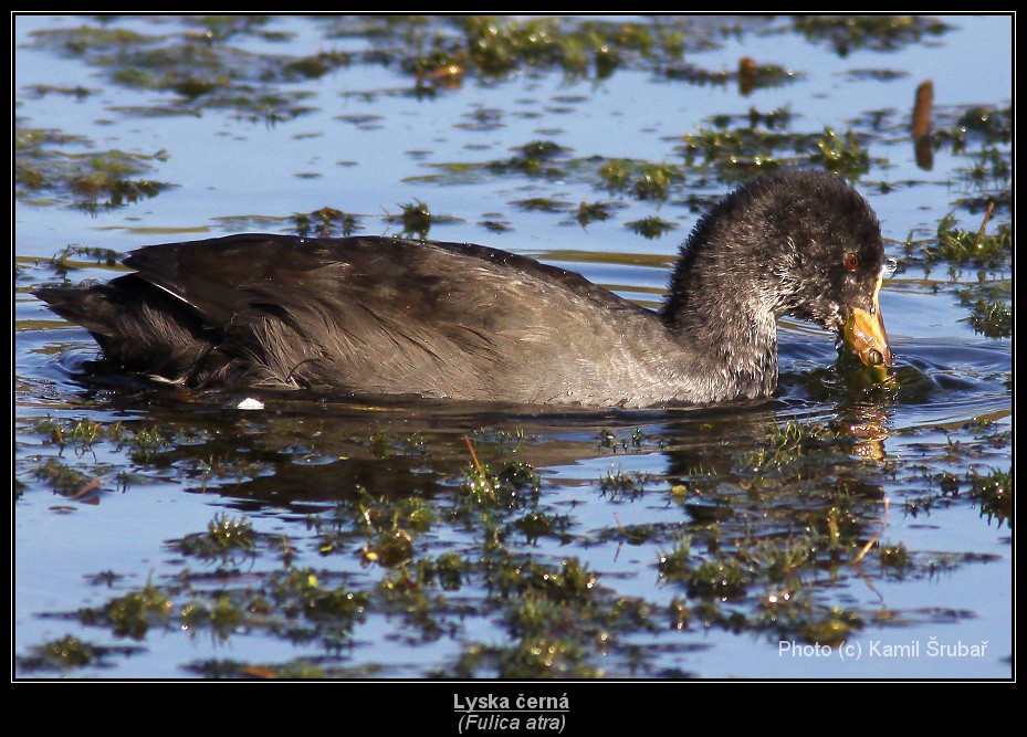 Lyska černá (Fulica atra) - 10.,