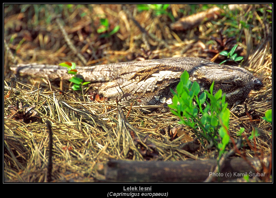 Lelek lesní (Caprimulgus europaeus) - 1. na hnízdě,