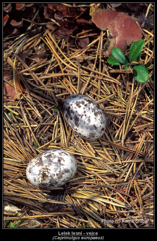 Lelek lesní (Caprimulgus europaeus) - vejce 2.,