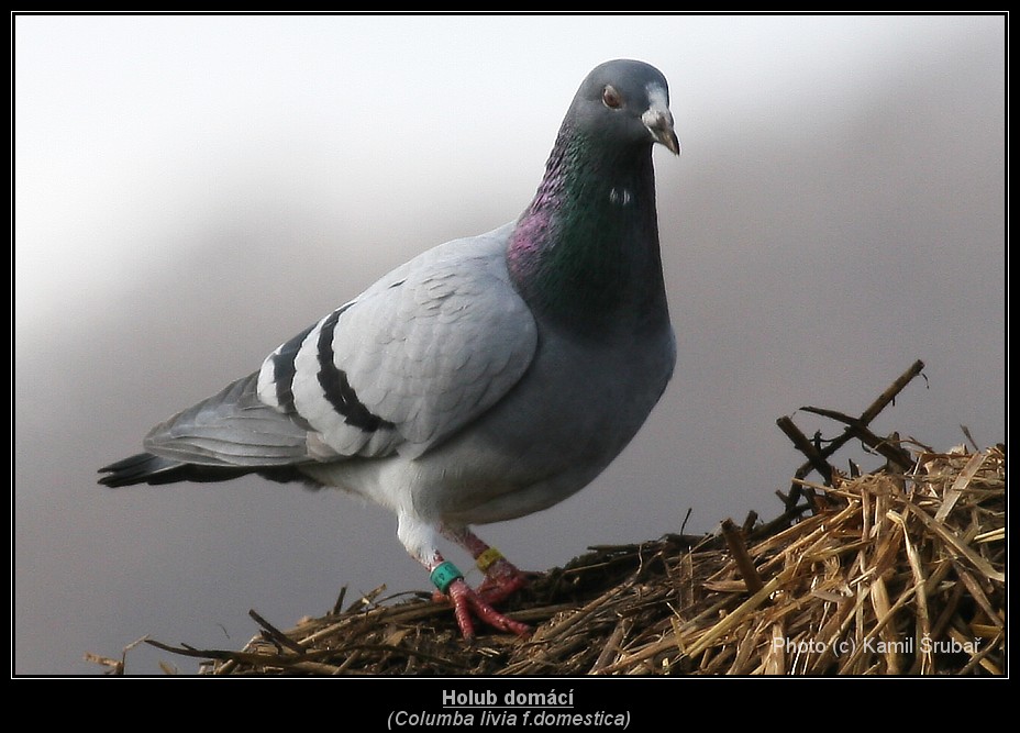 Holub domácí (Columba livia f.domestica) - 1.,