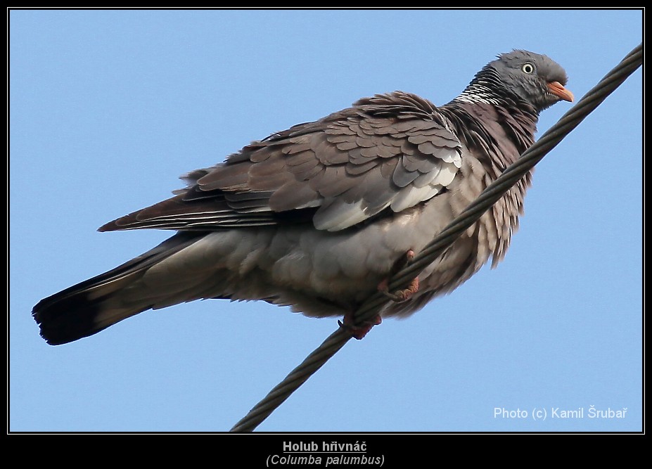 Holub hřivnáč (Columba palumbus) - 1.,