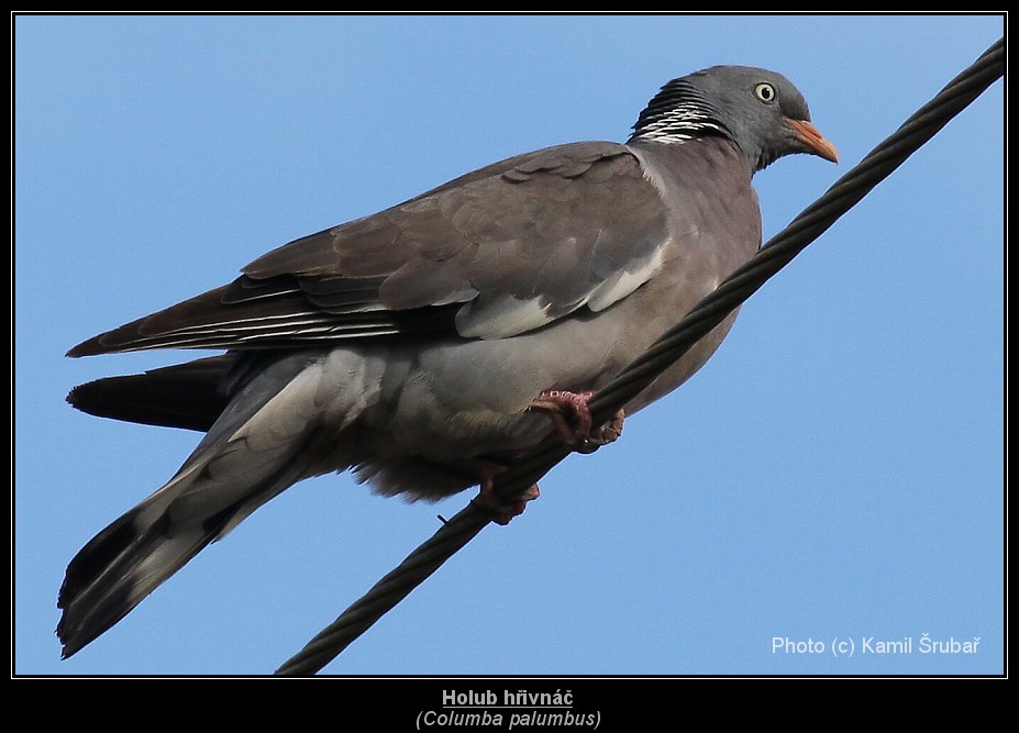 Holub hřivnáč (Columba palumbus) - 2.,