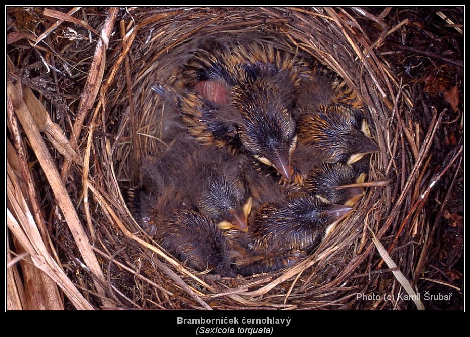 Bramborníček černohlavý (Saxicola torquata) - hnízdo - 1.,