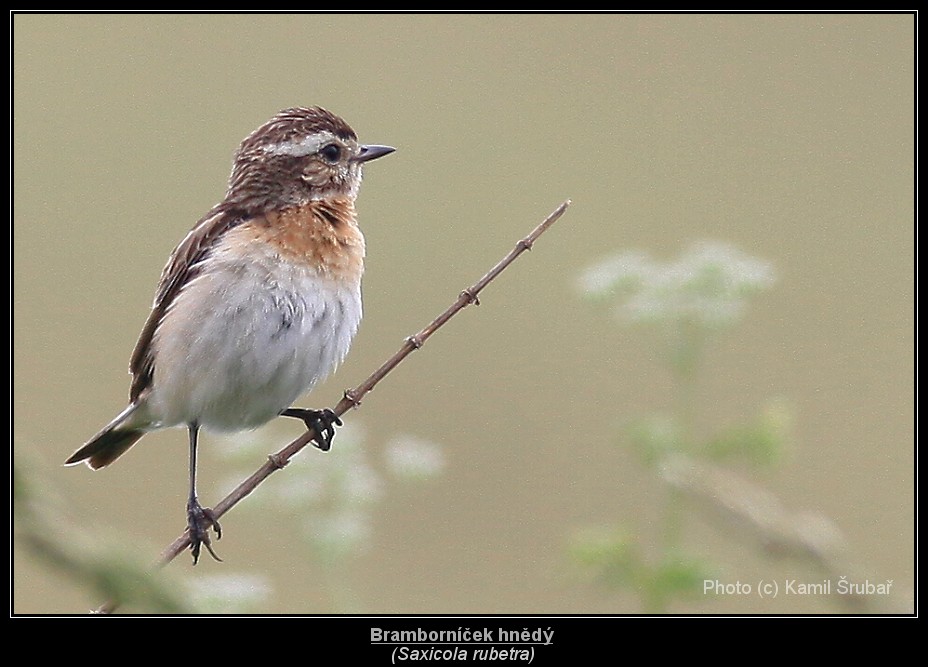 Bramborníček hnědý (Saxicola rubetra) - 1.,