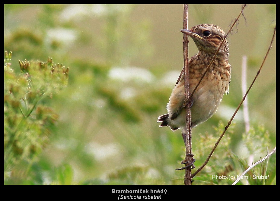 Bramborníček hnědý (Saxicola rubetra) - 3.,