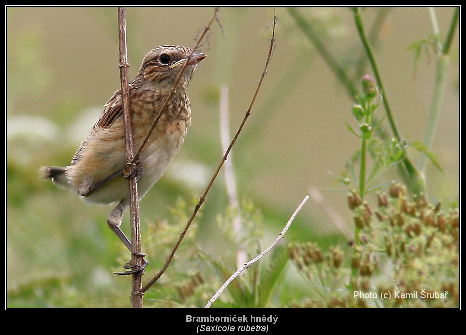 Bramborníček hnědý (Saxicola rubetra) - 4.,