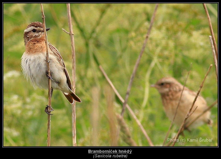 Bramborníček hnědý (Saxicola rubetra) - 5.,