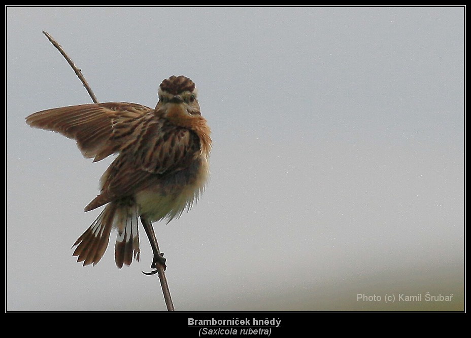 Bramborníček hnědý (Saxicola rubetra) - 6.,