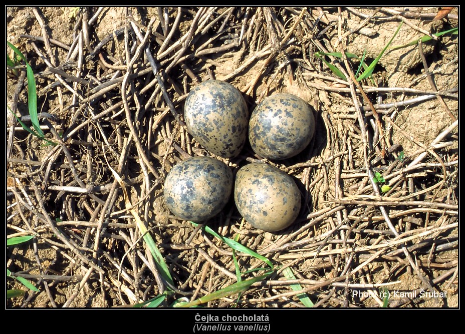 Čejka chocholatá (Vanellus vanellus) - hnízdo 1.,