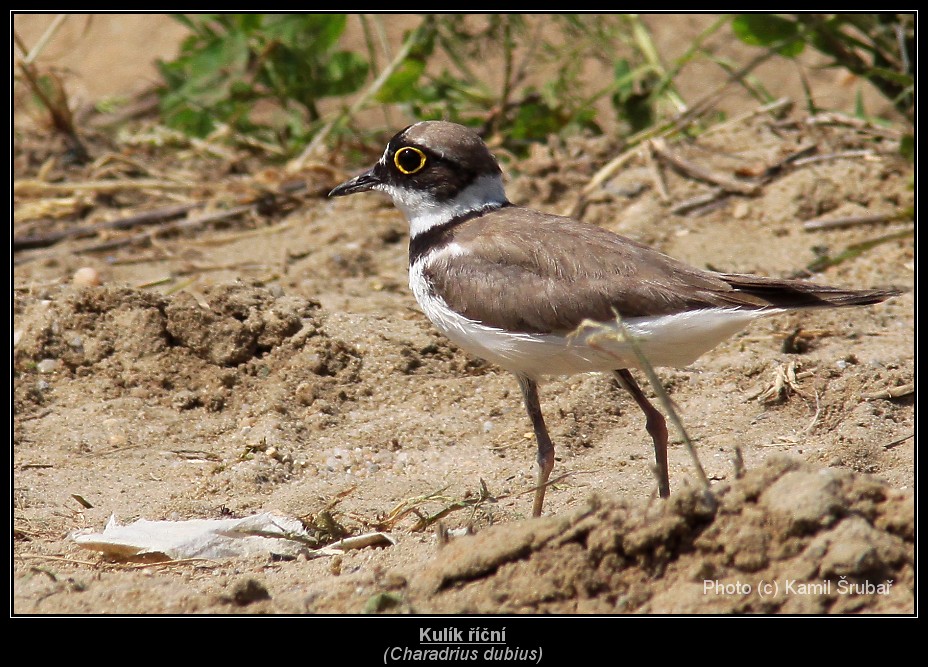 Kulík říční (Charadrius dubius) - 1.,