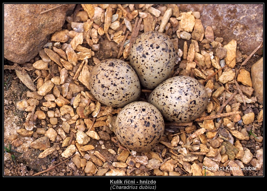 Kulík říční (Charadrius dubius) - hnízdo 3.,