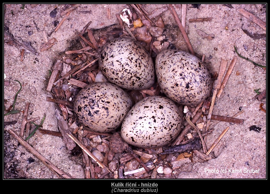 Kulík říční (Charadrius dubius) - hnízdo - 4.,