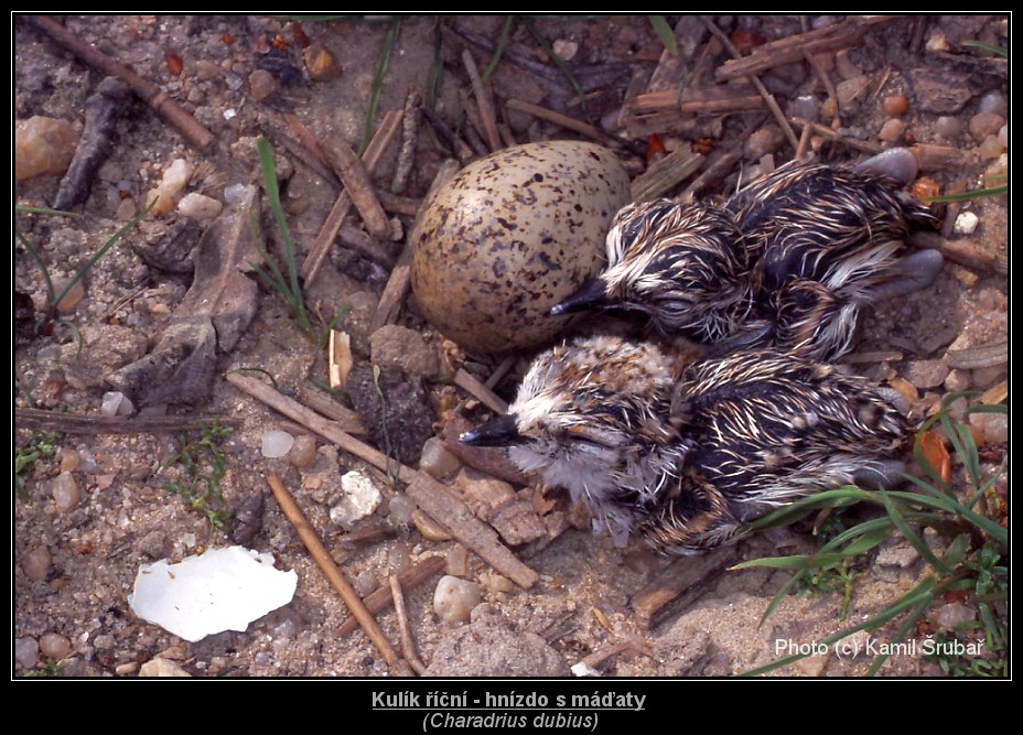 Kulík říční (Charadrius dubius) - hnízdo s máďaty - 5.,