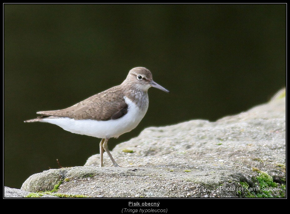 Pisík obecný (Tringa hypoleucos) -1.,