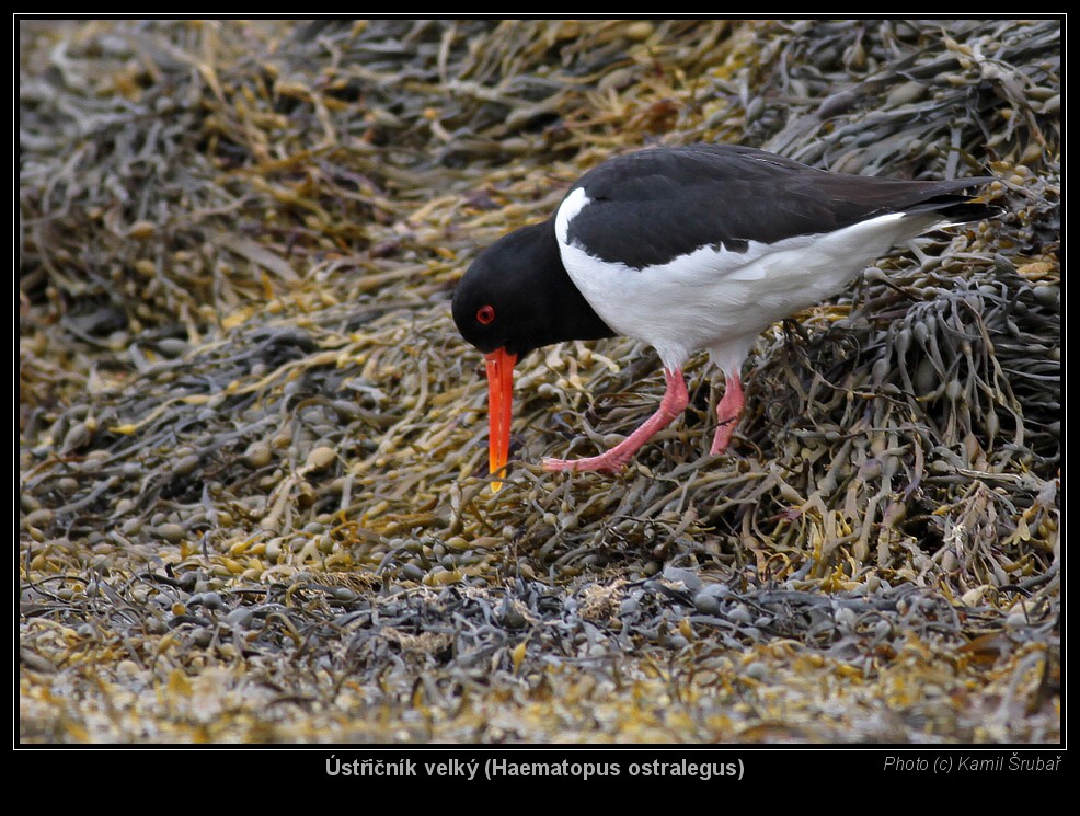 Ústřičník velký (Haematopus ostralegus) - 1.,