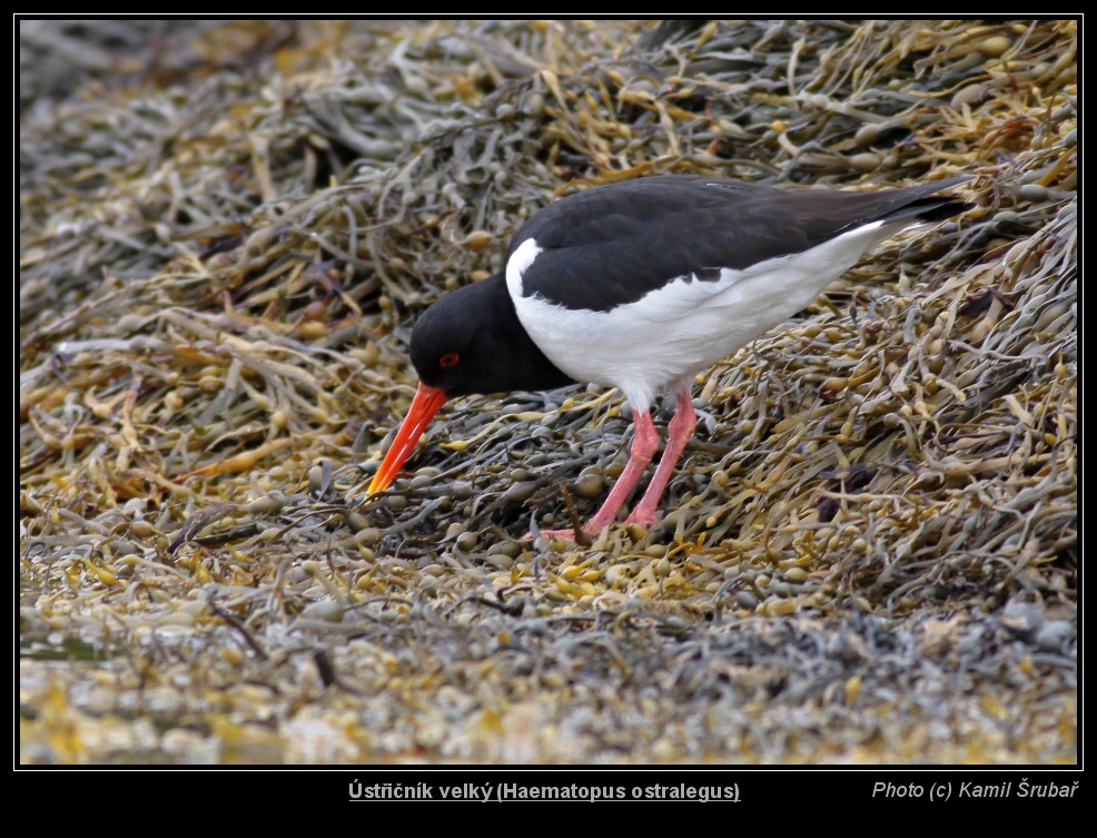 Ústřičník velký (Haematopus ostralegus) - 2.,