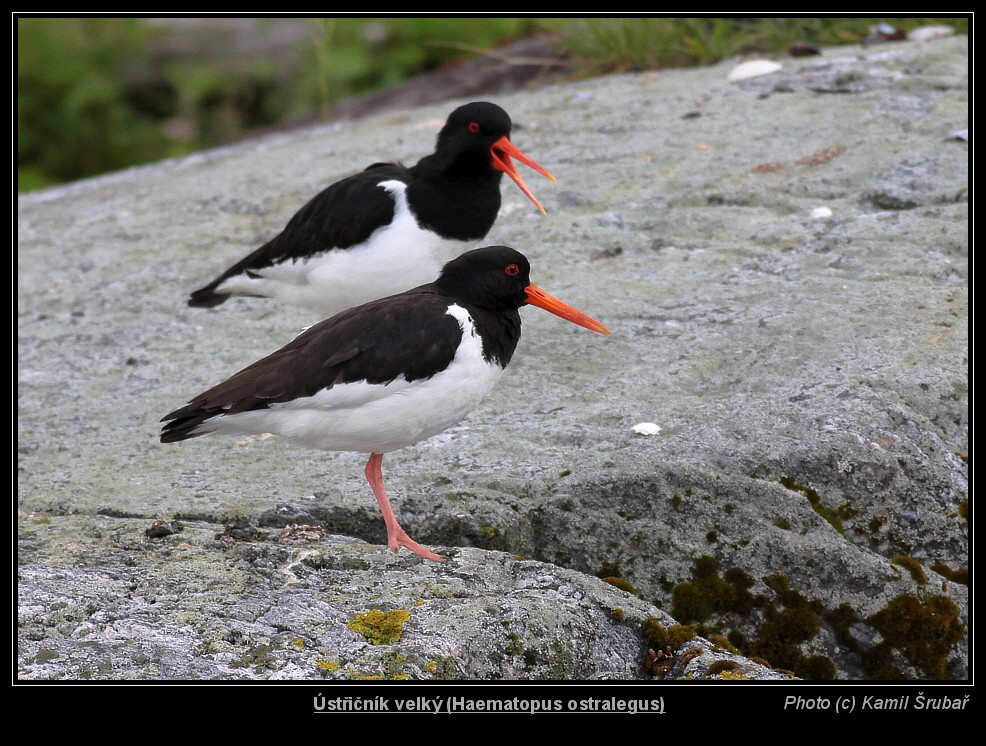 Ústřičník velký (Haematopus ostralegus) - 3.,