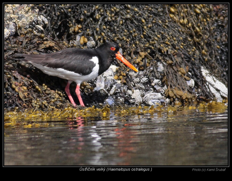 Ústřičník velký (Haematopus ostralegus) - 4.,