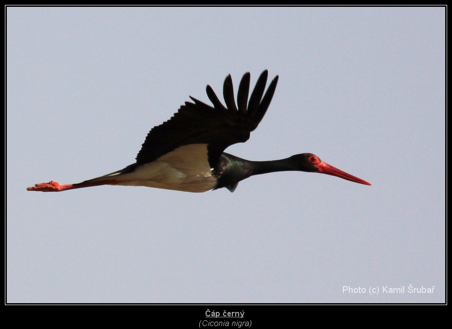 Čáp černý (Ciconia nigra) - 2.,