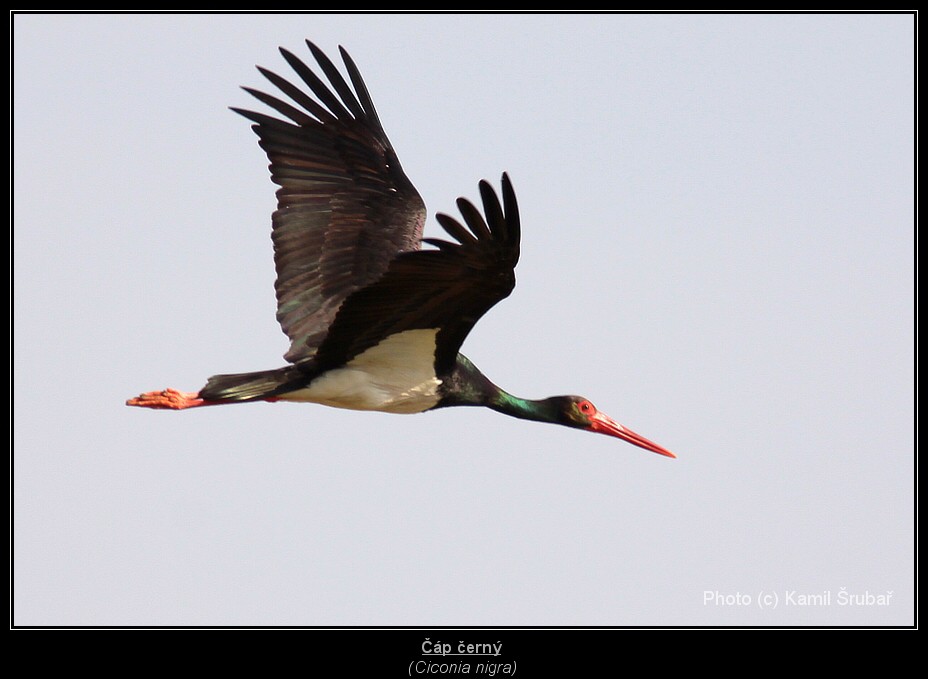 Čáp černý (Ciconia nigra) - 3.,