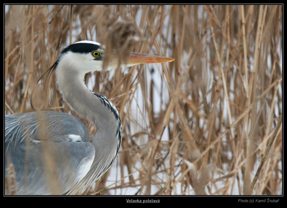 Volavka popelavá (Ardea cinerea) - 2.,