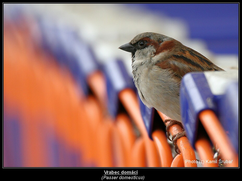 Vrabec domácí (Passer domesticus) - 1.,