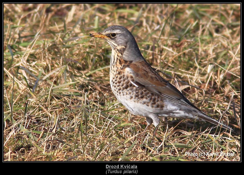 Drozd Kvíčala (Turdus pilaris) - 1.,