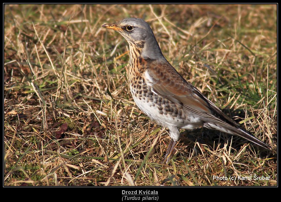 Drozd Kvíčala (Turdus pilaris) - 2.,