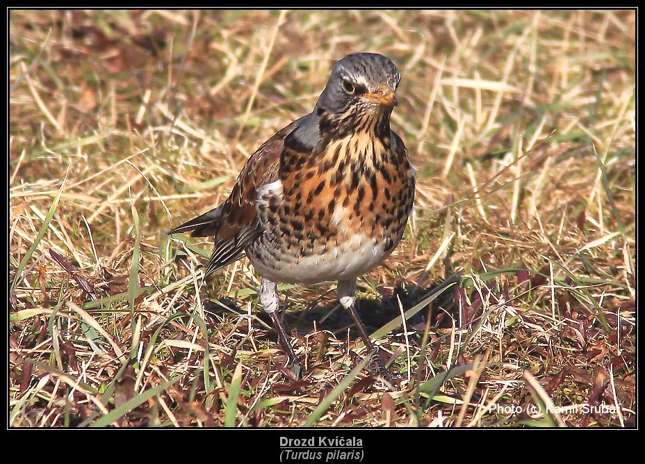 Drozd Kvíčala (Turdus pilaris) - 3.,