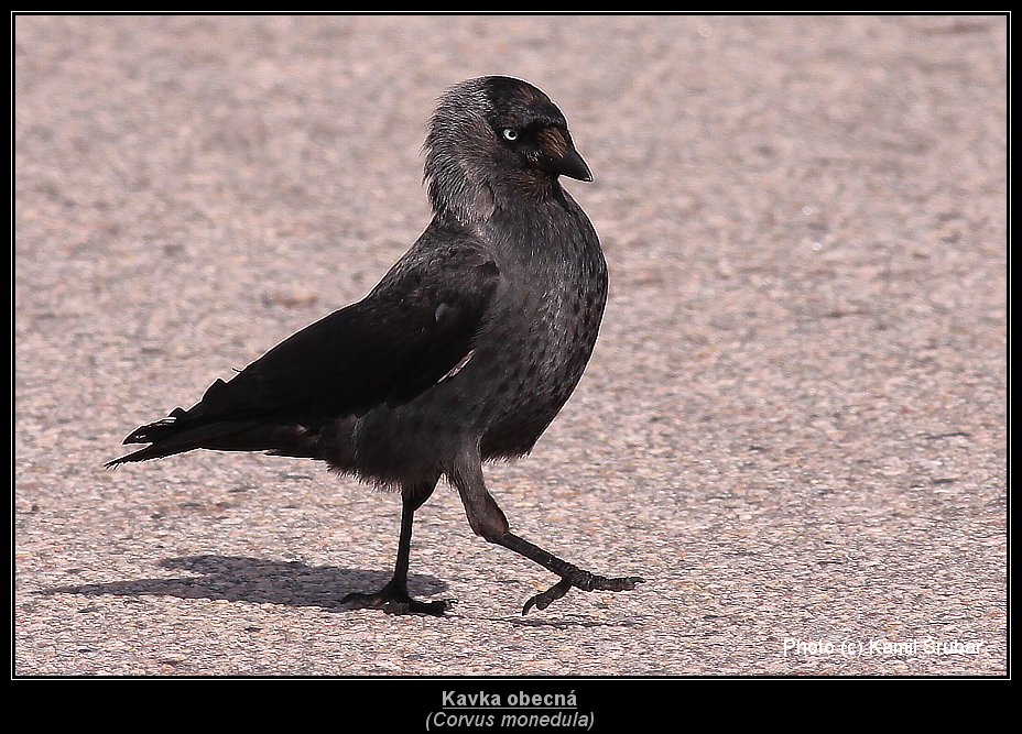 Kavka obecná (Corvus monedula) - 2.,