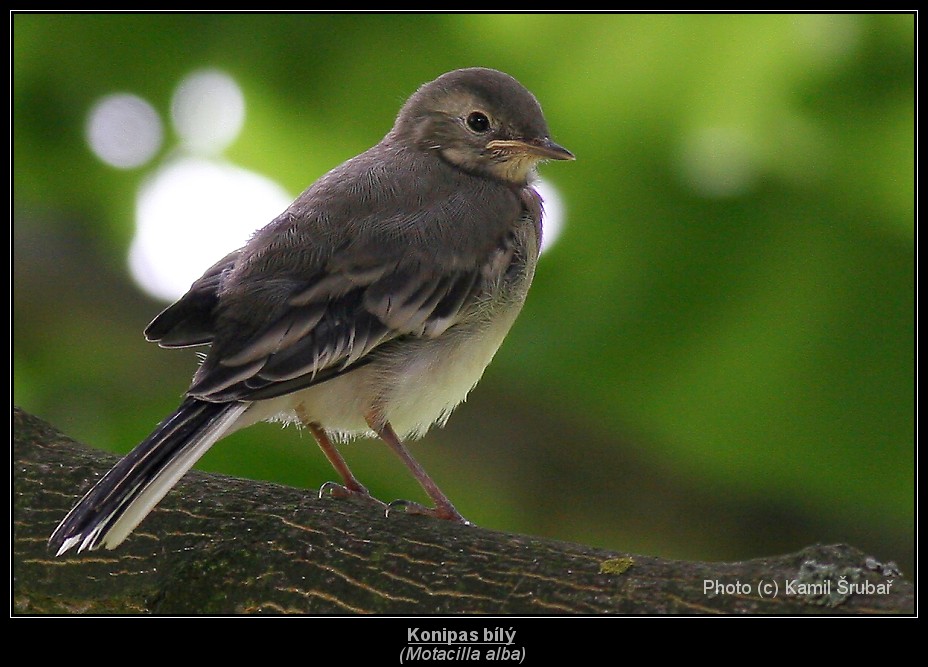 Konipas bílý (Motacilla alba) - 1.,