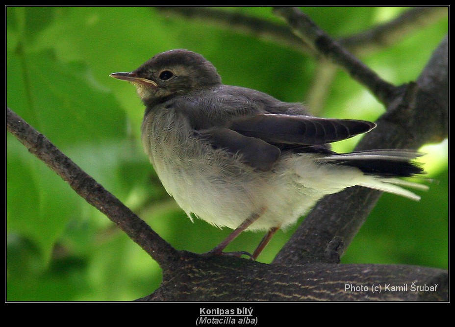 Konipas bílý (Motacilla alba) - 2.,