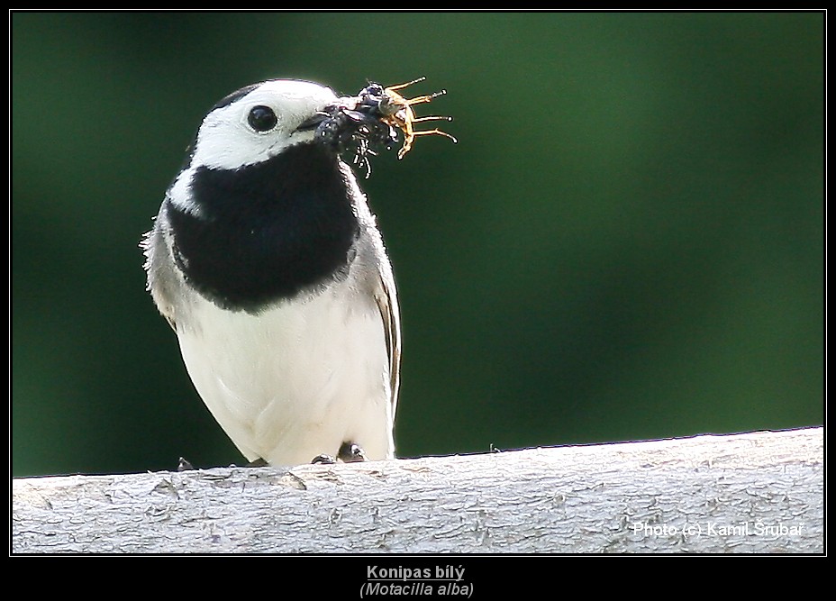 Konipas bílý (Motacilla alba) - 3.,