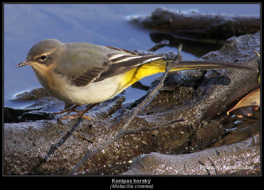 Konipas horský (Motacilla cinerea) - 1.,