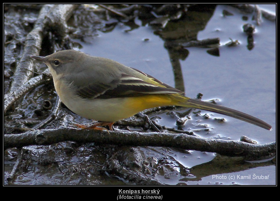 Konipas horský (Motacilla cinerea) - 2.,