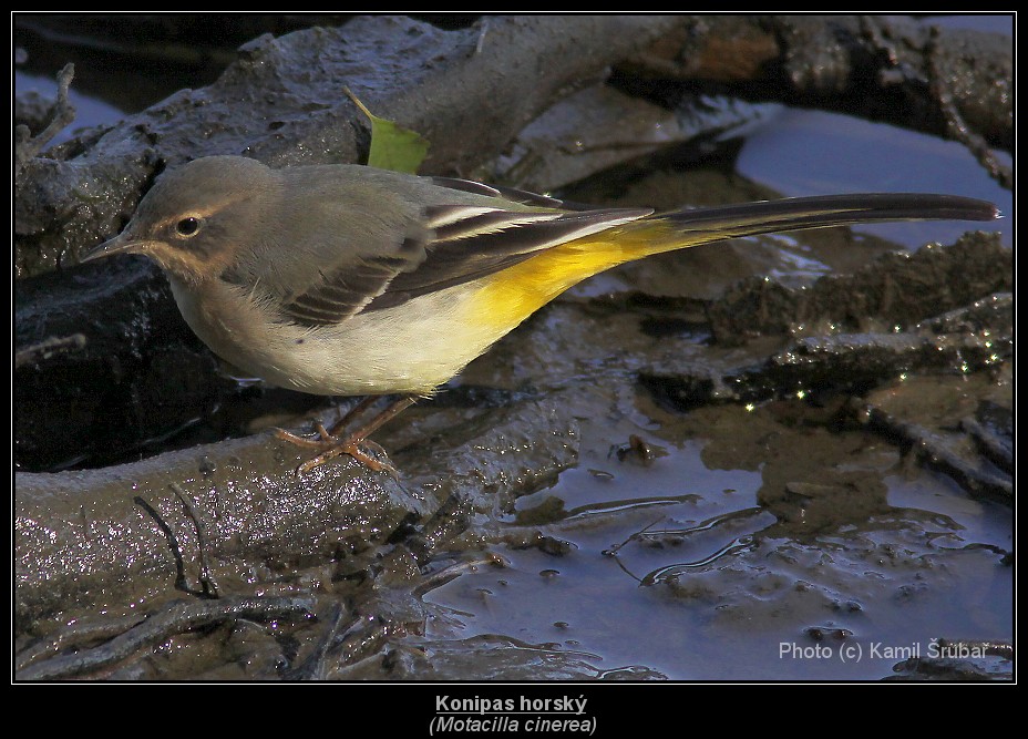 Konipas horský (Motacilla cinerea) - 3.,