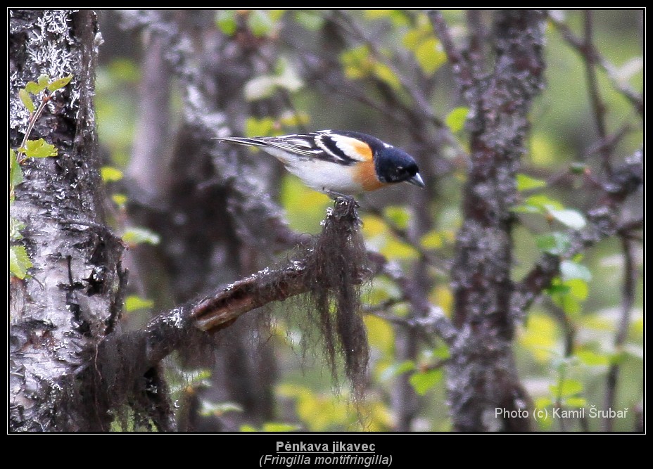 Pěnkava jikavec (Fringilla montifringilla) - 1.,