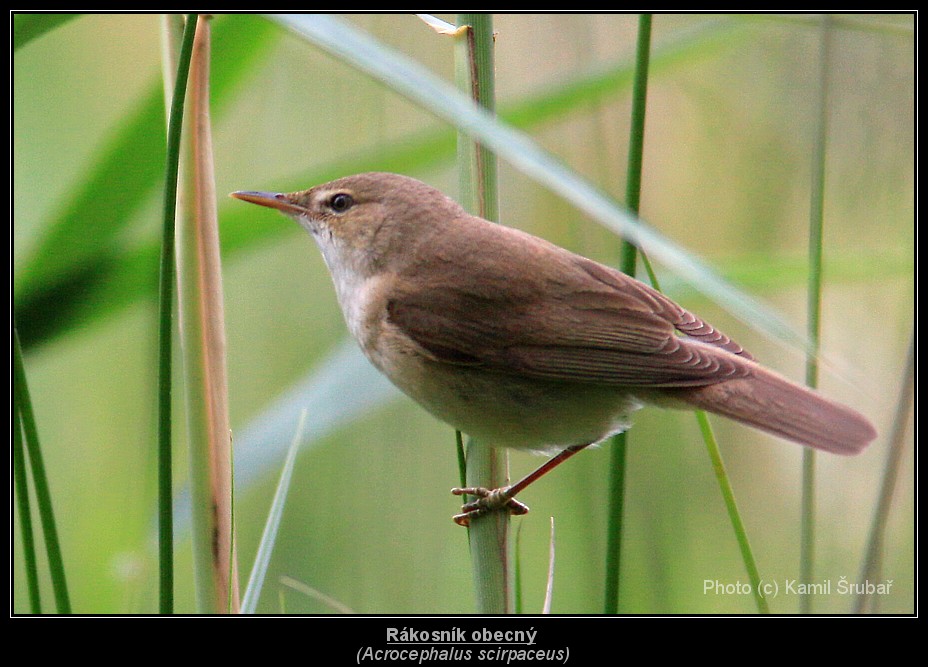 Rákosník obecný (Acrocephalus scirpaceus) - 1.,