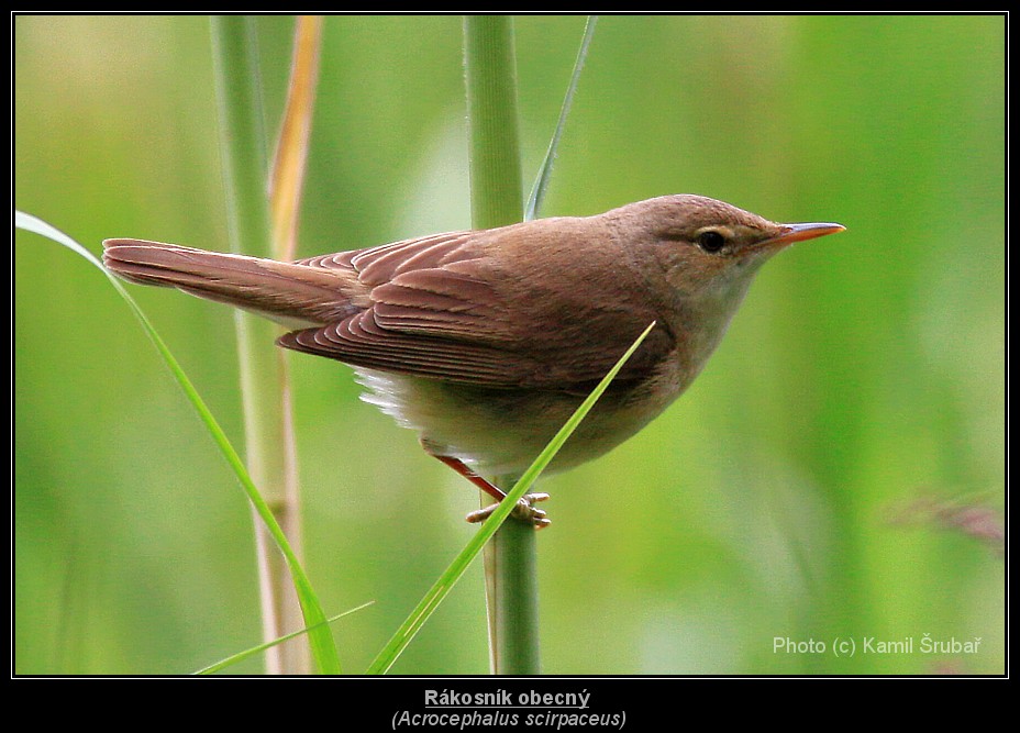 Rákosník obecný (Acrocephalus scirpaceus) - 2.,