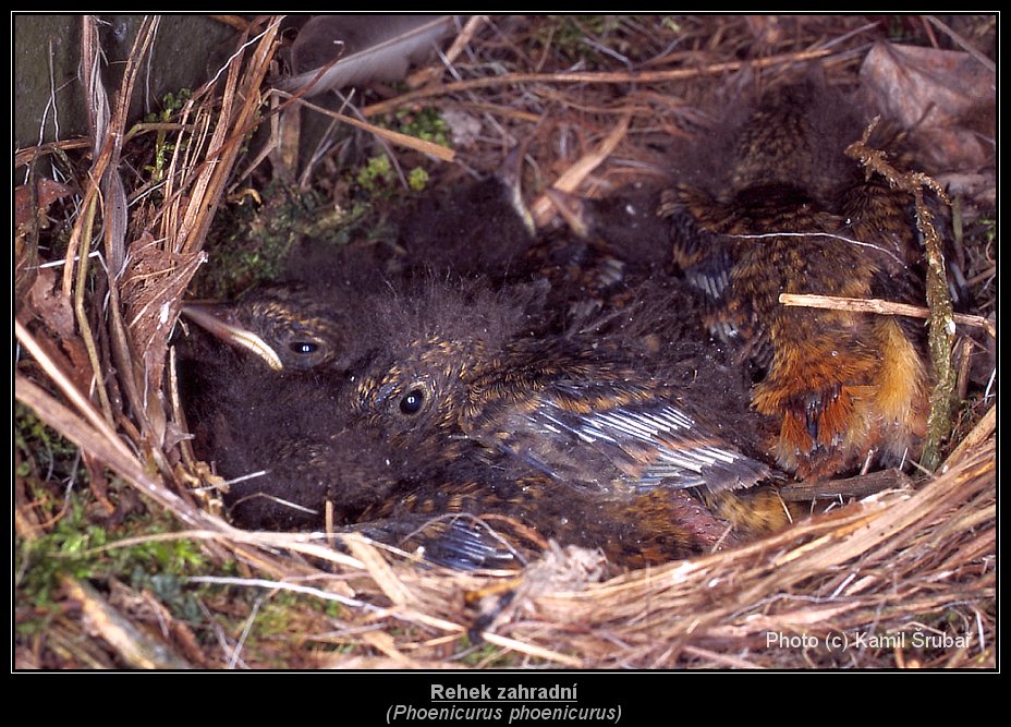 Rehek zahradní (Phoenicurus phoenicurus) - 1.,