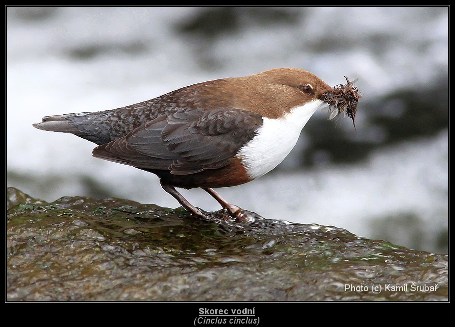 Skorec vodní (Cinclus cinclus) - 1.,