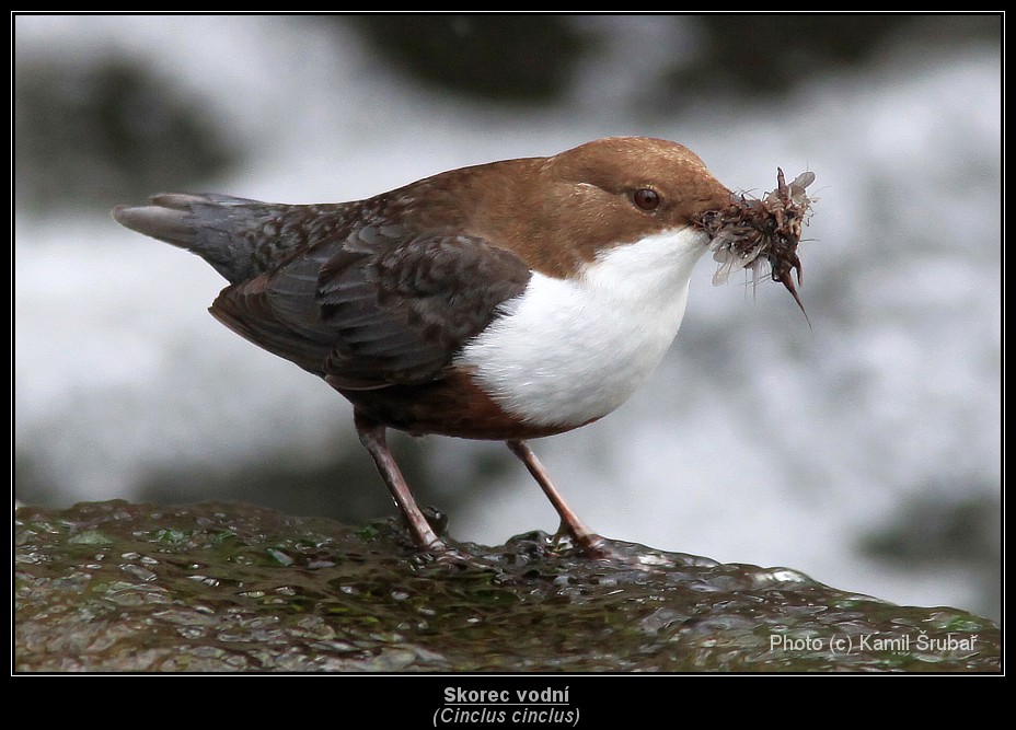 Skorec vodní (Cinclus cinclus) - 2.,