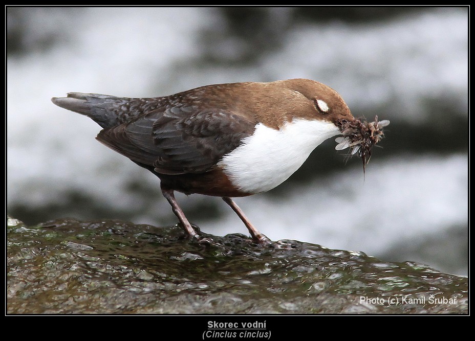 Skorec vodní (Cinclus cinclus) - 3.,