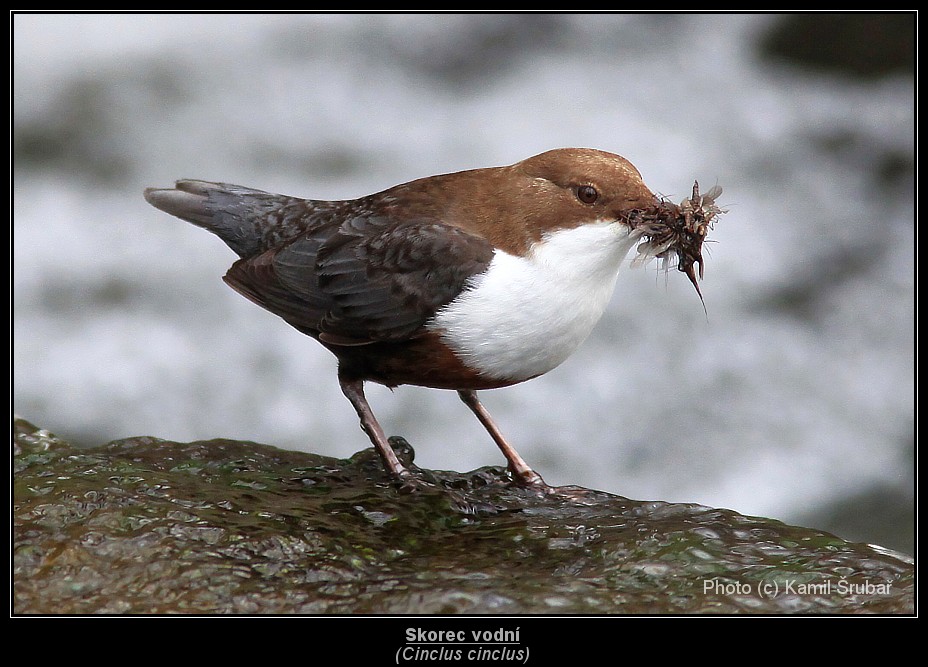 Skorec vodní (Cinclus cinclus) - 4.,