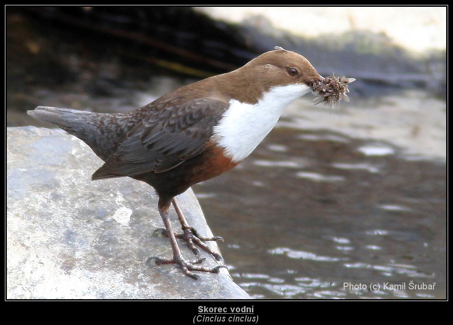 Skorec vodní (Cinclus cinclus) - 6.,