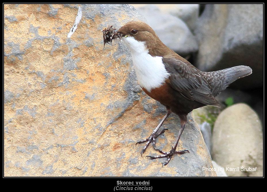 Skorec vodní (Cinclus cinclus) - 10.,