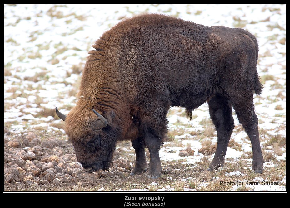 Zubr evropský (Bison bonasus) - 1.,