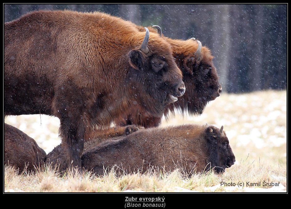 Zubr evropský (Bison bonasus) - 3.,