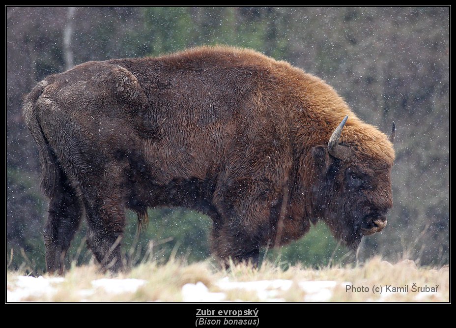 Zubr evropský (Bison bonasus) - 4.,
